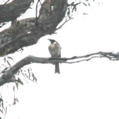 Philemon corniculatus at Throsby, ACT - 13 Dec 2020