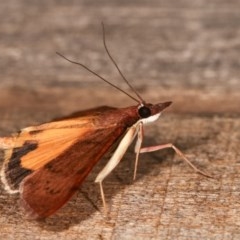 Uresiphita ornithopteralis at Melba, ACT - 16 Nov 2020