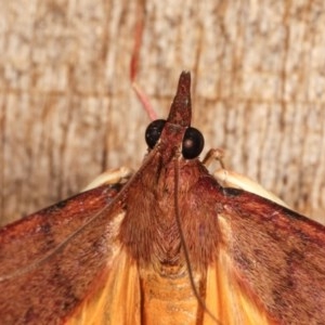 Uresiphita ornithopteralis at Melba, ACT - 16 Nov 2020