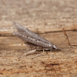 Pseudotheta syrtica at Melba, ACT - 16 Nov 2020 11:36 PM