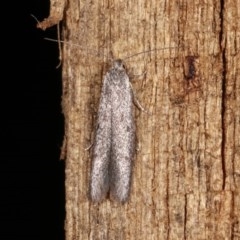 Pseudotheta syrtica at Melba, ACT - 16 Nov 2020 11:36 PM