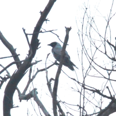 Coracina novaehollandiae (Black-faced Cuckooshrike) at Throsby, ACT - 12 Dec 2020 by davobj