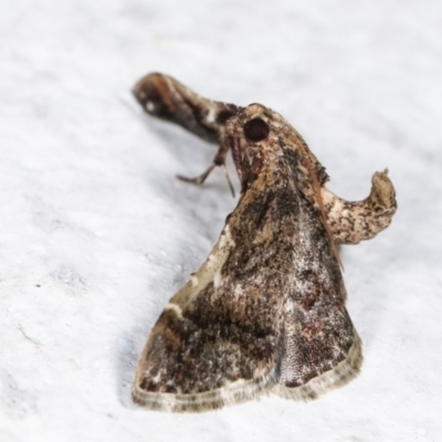 Scenedra decoratalis (A Pyralid moth) at Melba, ACT - 16 Nov 2020 by kasiaaus