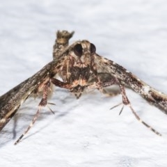 Scenedra decoratalis at Melba, ACT - 16 Nov 2020