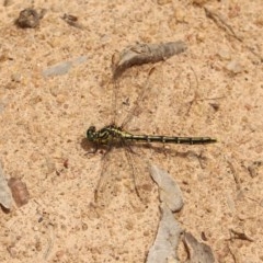 Austrogomphus guerini (Yellow-striped Hunter) at Mount Clear, ACT - 12 Dec 2020 by Sarah2019