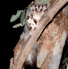 Petaurus norfolcensis (Squirrel Glider) at Splitters Creek, NSW - 11 Dec 2020 by WingsToWander