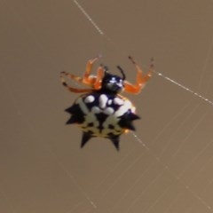 Austracantha minax (Christmas Spider, Jewel Spider) at WREN Reserves - 12 Dec 2020 by Kyliegw