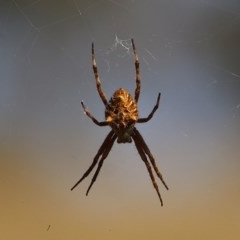 Socca pustulosa (Knobbled Orbweaver) at Wodonga, VIC - 12 Dec 2020 by Kyliegw