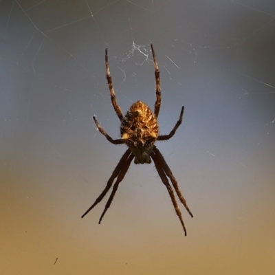 Socca pustulosa (Knobbled Orbweaver) at Wodonga, VIC - 13 Dec 2020 by KylieWaldon