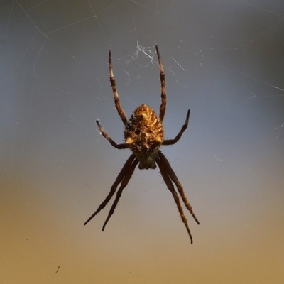 Socca pustulosa (Knobbled Orbweaver) at Wodonga, VIC - 12 Dec 2020 by Kyliegw