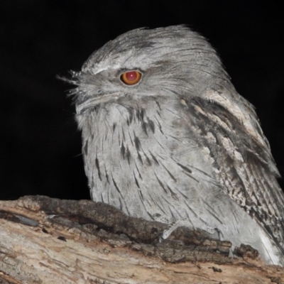 Podargus strigoides (Tawny Frogmouth) at Splitters Creek, NSW - 11 Dec 2020 by WingsToWander