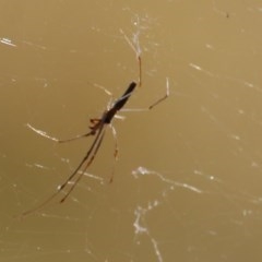 Tetragnatha sp. (genus) (Long-jawed spider) at Wodonga, VIC - 12 Dec 2020 by Kyliegw