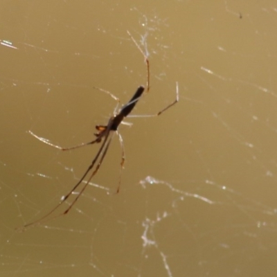 Tetragnatha sp. (genus) (Long-jawed spider) at Wodonga, VIC - 12 Dec 2020 by Kyliegw