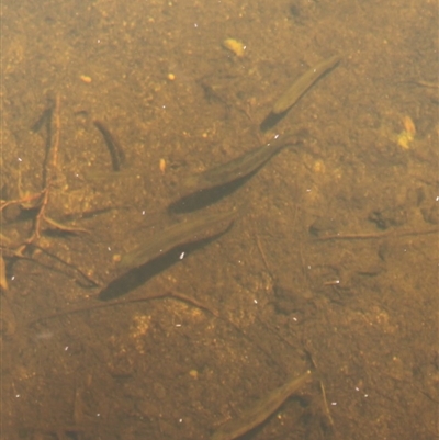 Galaxias olidus (Mountain Galaxias) at Namadgi National Park - 12 Dec 2020 by Sarah2019