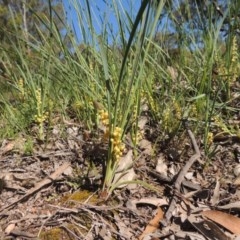 Lomandra filiformis subsp. coriacea (Wattle Matrush) at Conder, ACT - 3 Nov 2020 by michaelb