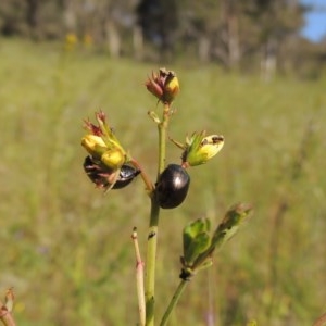 Chrysolina quadrigemina at Conder, ACT - 3 Nov 2020