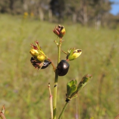 Chrysolina quadrigemina (Greater St Johns Wort beetle) at Tuggeranong Hill - 3 Nov 2020 by michaelb