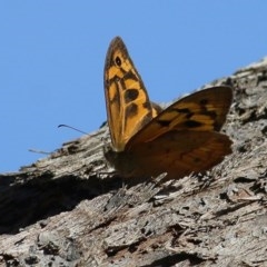 Heteronympha merope (Common Brown Butterfly) at Wodonga, VIC - 12 Dec 2020 by Kyliegw