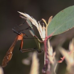 Harpobittacus australis (Hangingfly) at WREN Reserves - 12 Dec 2020 by Kyliegw