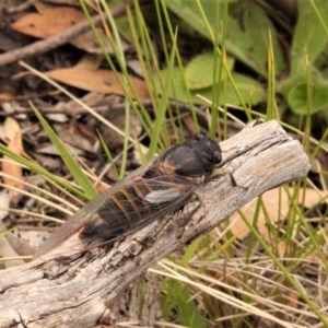 Yoyetta subalpina at Mount Clear, ACT - 12 Dec 2020