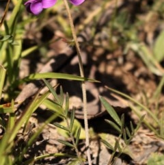 Swainsona sp. at Mount Clear, ACT - 12 Dec 2020 by Sarah2019