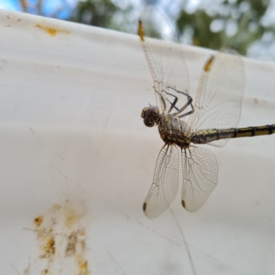 Orthetrum caledonicum (Blue Skimmer) at Isaacs Ridge - 12 Dec 2020 by Mike