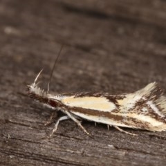 Thema macroscia (A concealer moth) at Melba, ACT - 16 Nov 2020 by kasiaaus