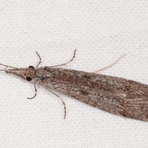 Leptoceridae sp. (family) at Melba, ACT - 16 Nov 2020