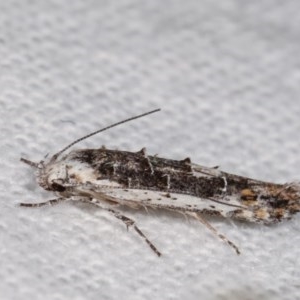 Leptozestis and Trachydora (genera) at Melba, ACT - 16 Nov 2020