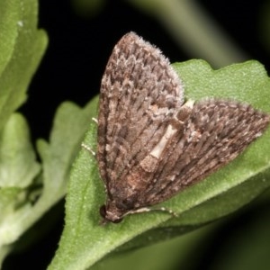 Microdes squamulata at Melba, ACT - 16 Nov 2020