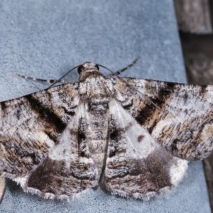 Gastrinodes argoplaca at Melba, ACT - 16 Nov 2020 11:46 PM