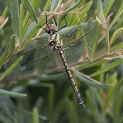 Hemicordulia tau (Tau Emerald) at Googong, NSW - 12 Dec 2020 by WHall