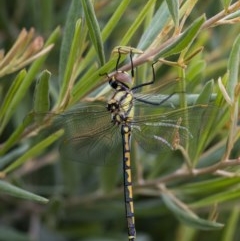 Hemicordulia tau at Googong, NSW - 12 Dec 2020