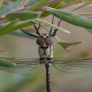 Hemicordulia tau at Googong, NSW - 12 Dec 2020