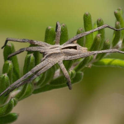 Argoctenus sp. (genus) (Wandering ghost spider) at Googong, NSW - 12 Dec 2020 by WHall