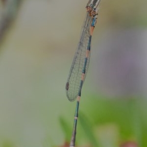 Austrolestes leda at Googong, NSW - 12 Dec 2020