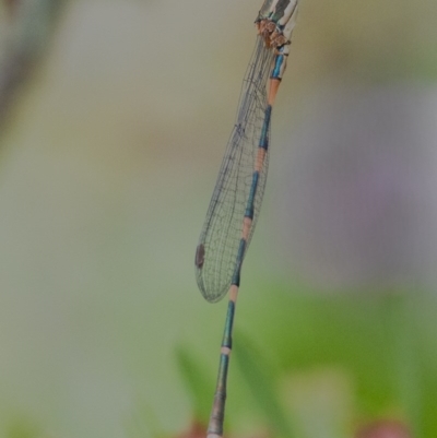 Austrolestes leda (Wandering Ringtail) at Googong, NSW - 12 Dec 2020 by WHall