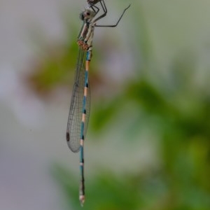 Austrolestes leda at Googong, NSW - 12 Dec 2020