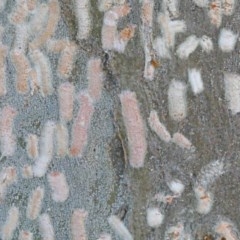 Eriococcidae sp. on Eucalyptus blakelyi (Felted scale on Eucalyptus blakelyi) at O'Connor, ACT - 1 Dec 2020 by ConBoekel