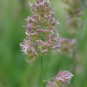 Dactylis glomerata at O'Connor, ACT - 28 Nov 2020