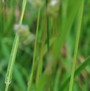 Dactylis glomerata at O'Connor, ACT - 28 Nov 2020