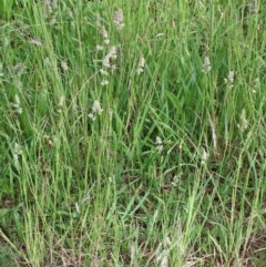 Dactylis glomerata at O'Connor, ACT - 28 Nov 2020