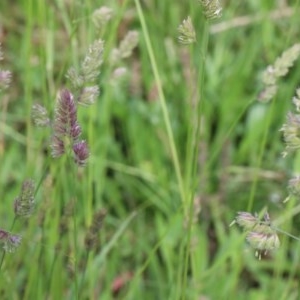 Dactylis glomerata at O'Connor, ACT - 28 Nov 2020