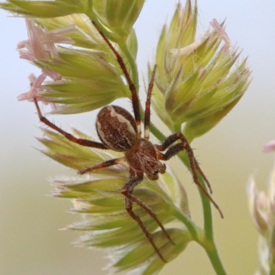 Salsa fuliginata (Sooty Orb-weaver) at O'Connor, ACT - 28 Nov 2020 by ConBoekel