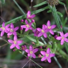 Centaurium sp. (Centaury) at O'Connor, ACT - 28 Nov 2020 by ConBoekel