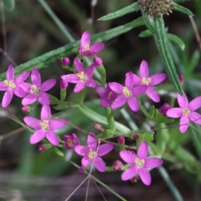 Centaurium sp. (Centaury) at O'Connor, ACT - 27 Nov 2020 by ConBoekel