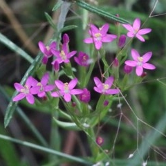 Centaurium sp. at O'Connor, ACT - 28 Nov 2020