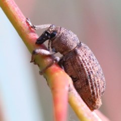 Rhinaria sp. (genus) (Unidentified Rhinaria weevil) at Acton, ACT - 27 Nov 2020 by ConBoekel