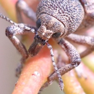 Rhinaria sp. (genus) at Acton, ACT - 28 Nov 2020