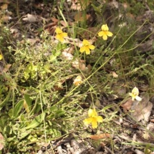 Goodenia paradoxa at Mount Clear, ACT - 12 Dec 2020 12:29 PM